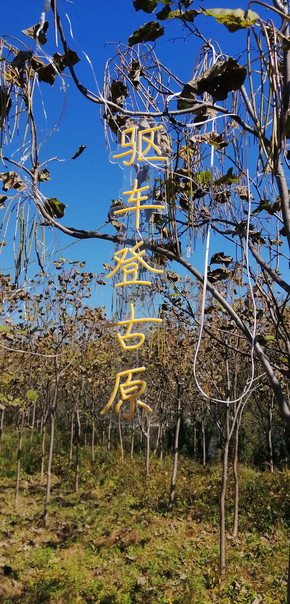 香叶谷旅行图片