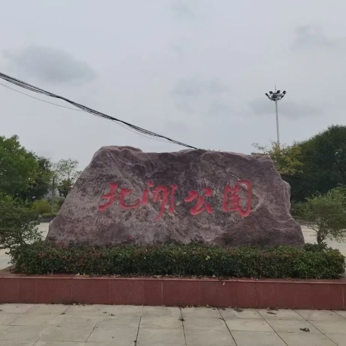 北湖公园水杉林