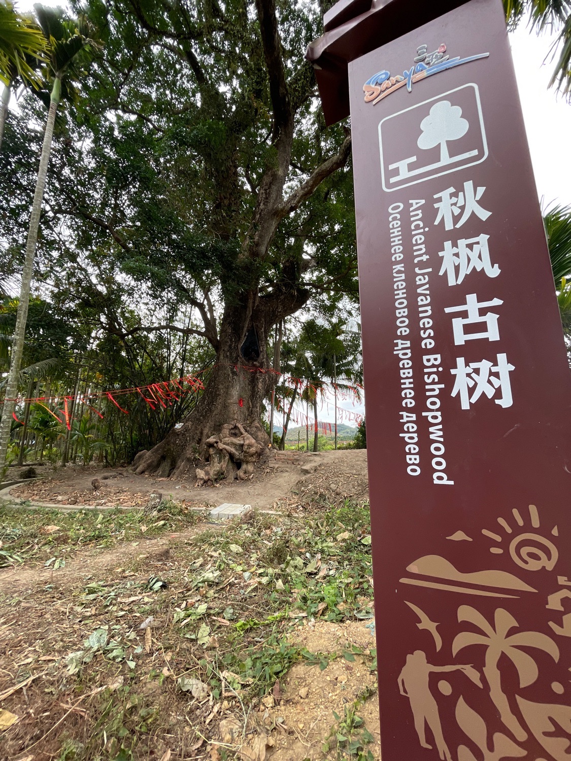 秋枫古树
