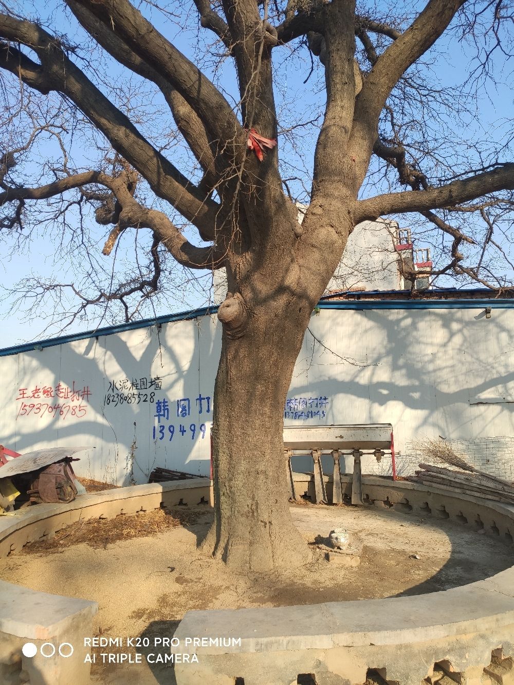 千年古皂角树