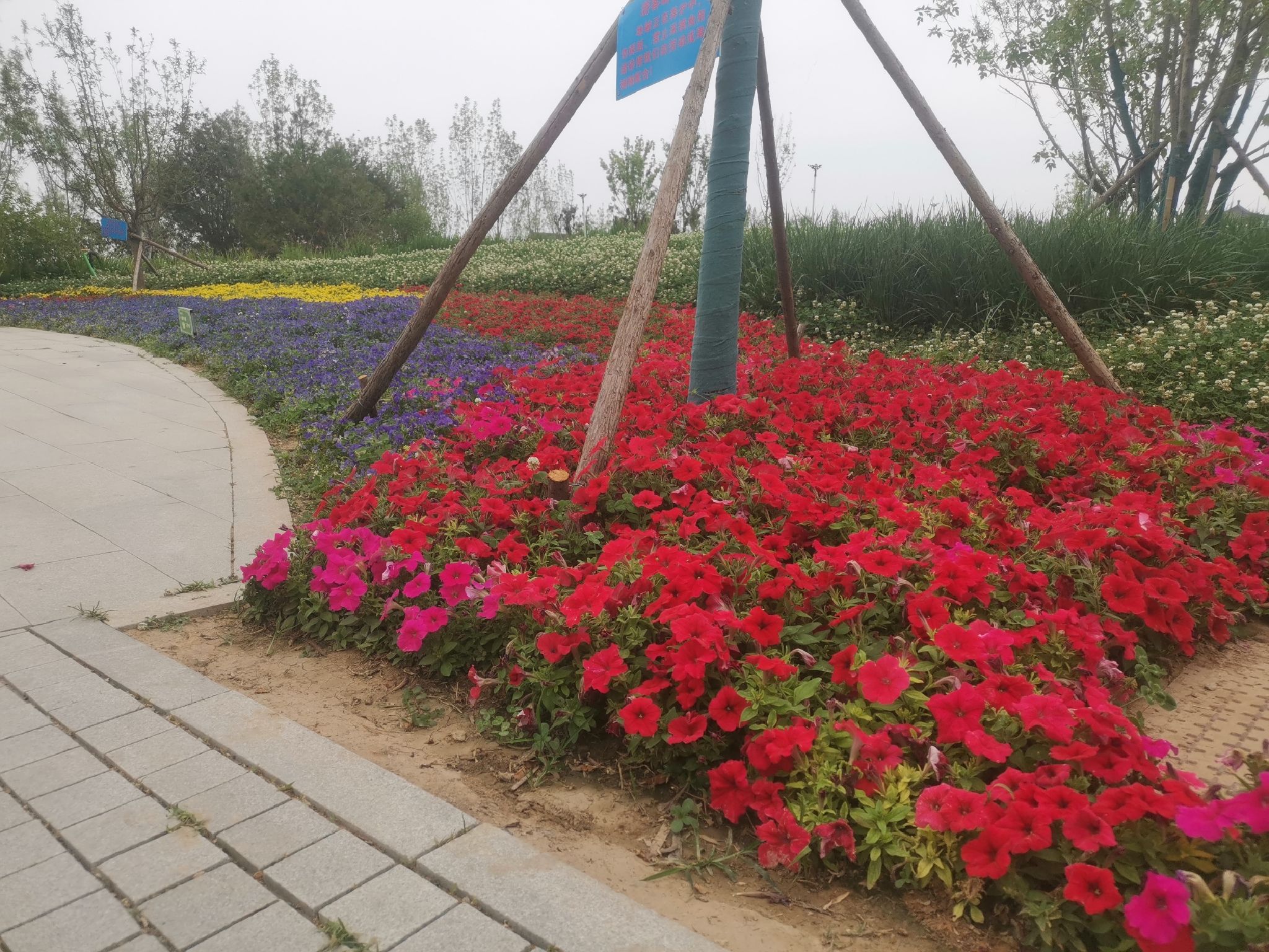 雄安燕南堤公园旅行图片