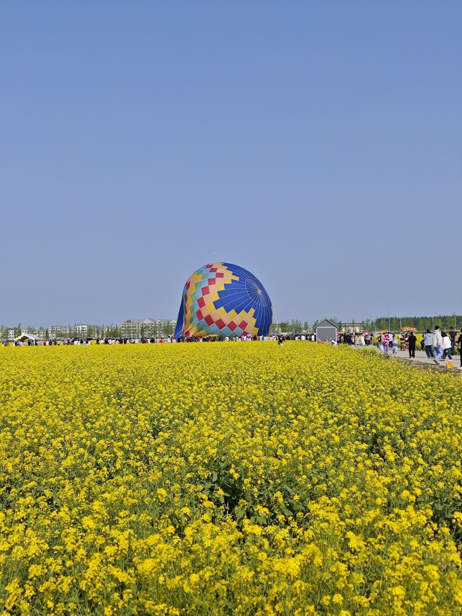 林城油菜花海