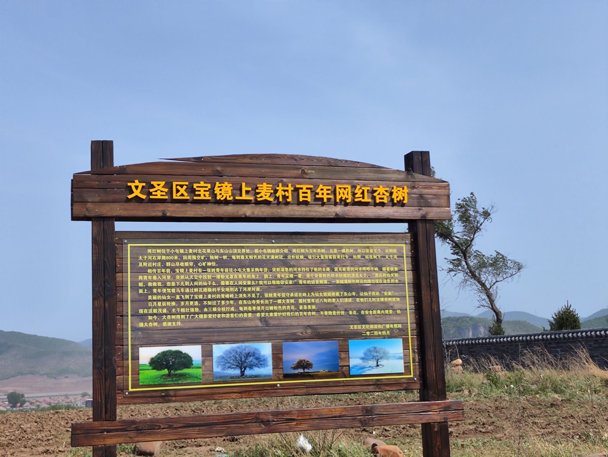 上麦村百年网红杏树旅行图片
