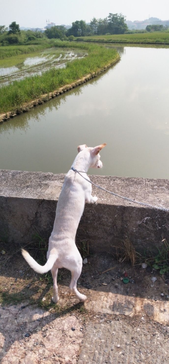 平水桥