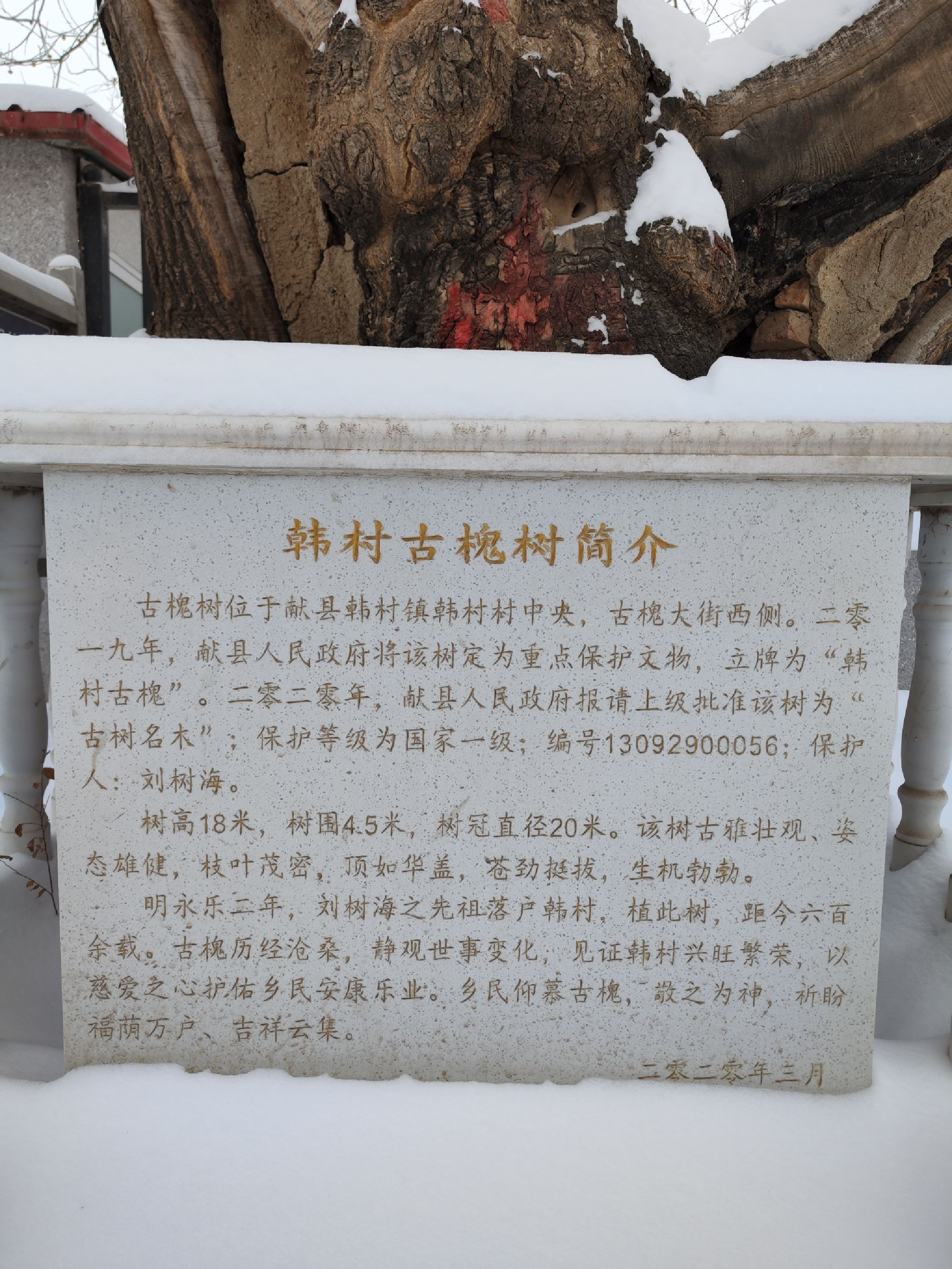 韩村古槐