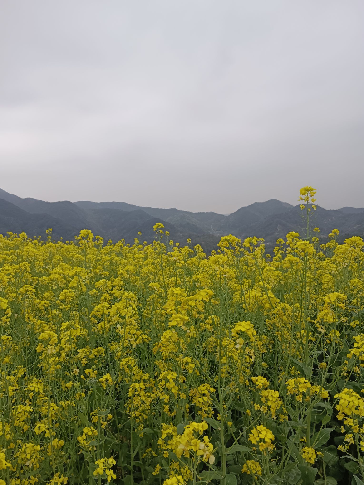 山里王观景台旅行图片