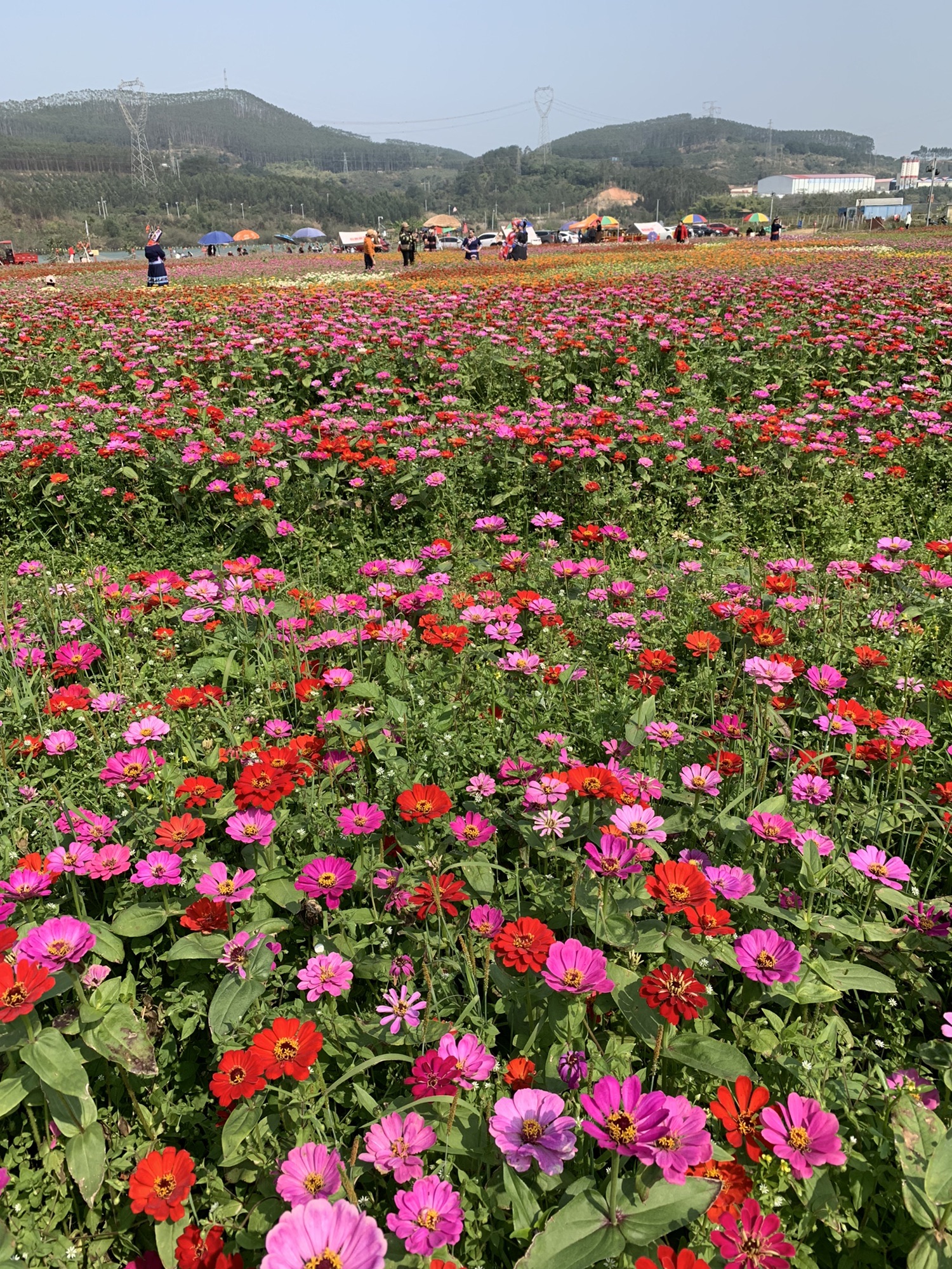 白露园花海