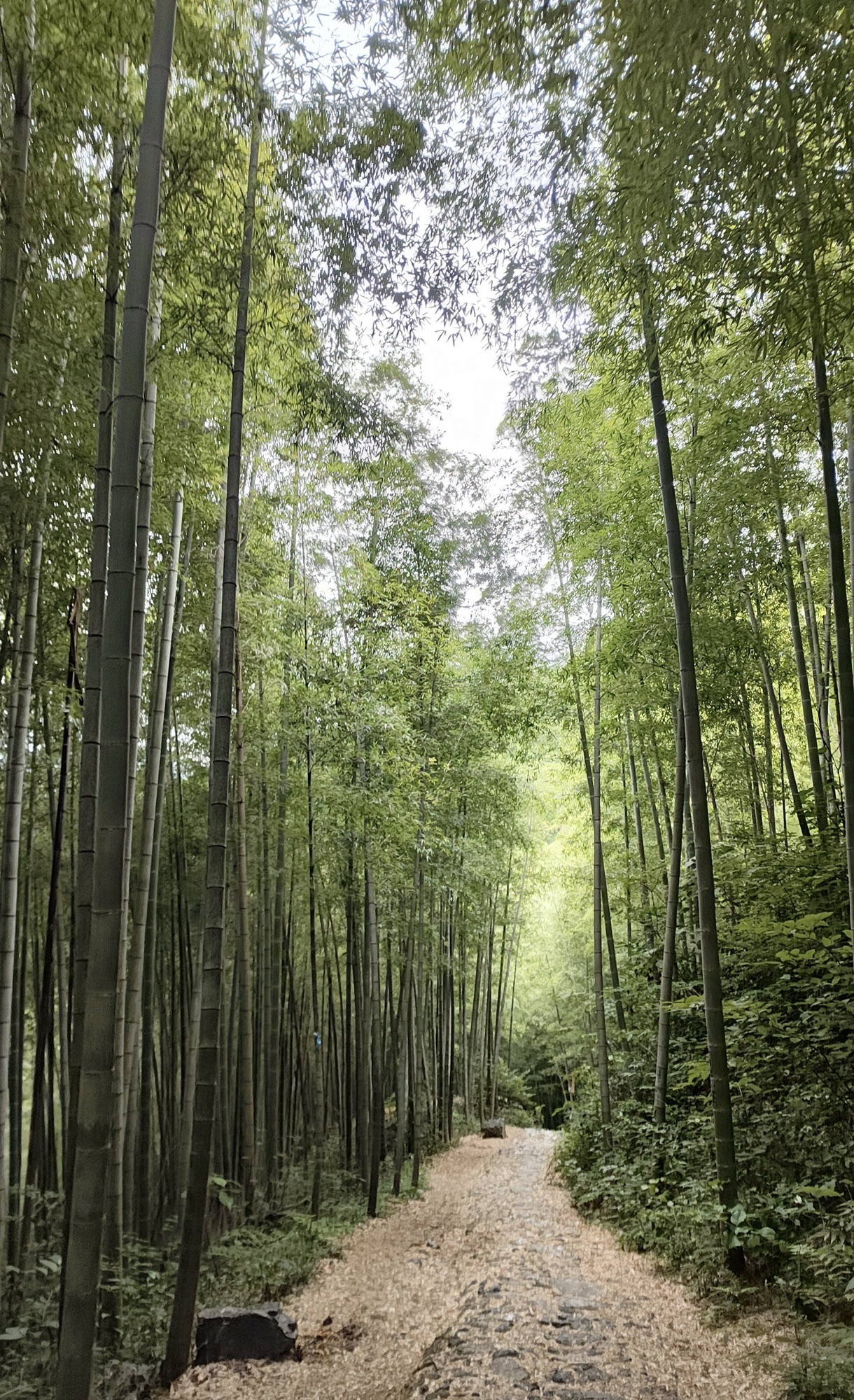 章里古道旅行图片