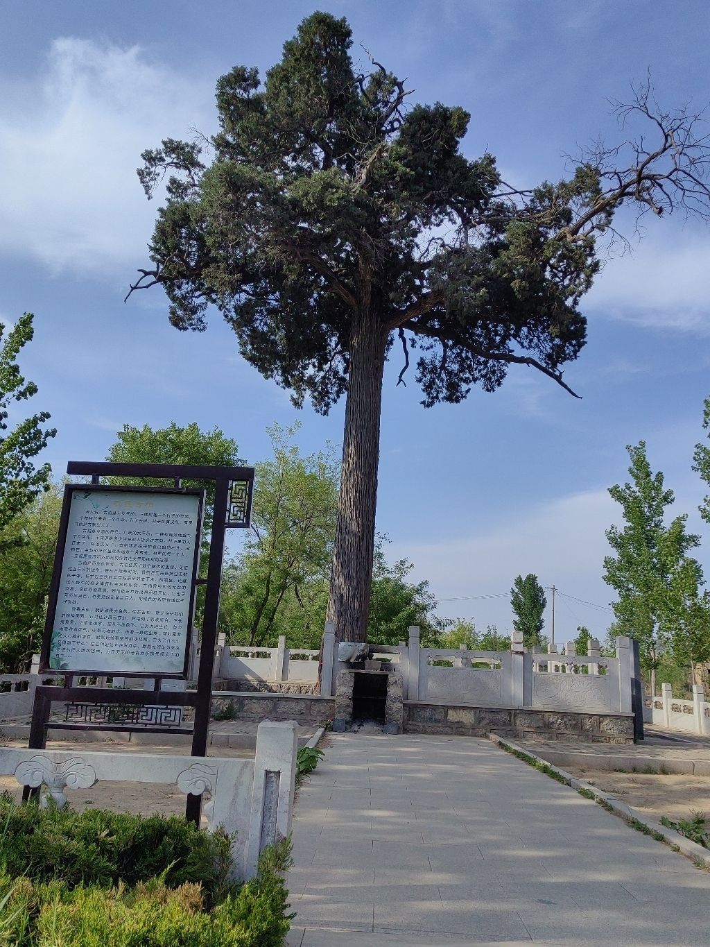 侯冢古柏旅行图片