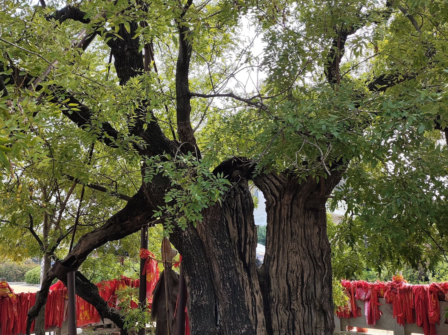 马厂老槐树