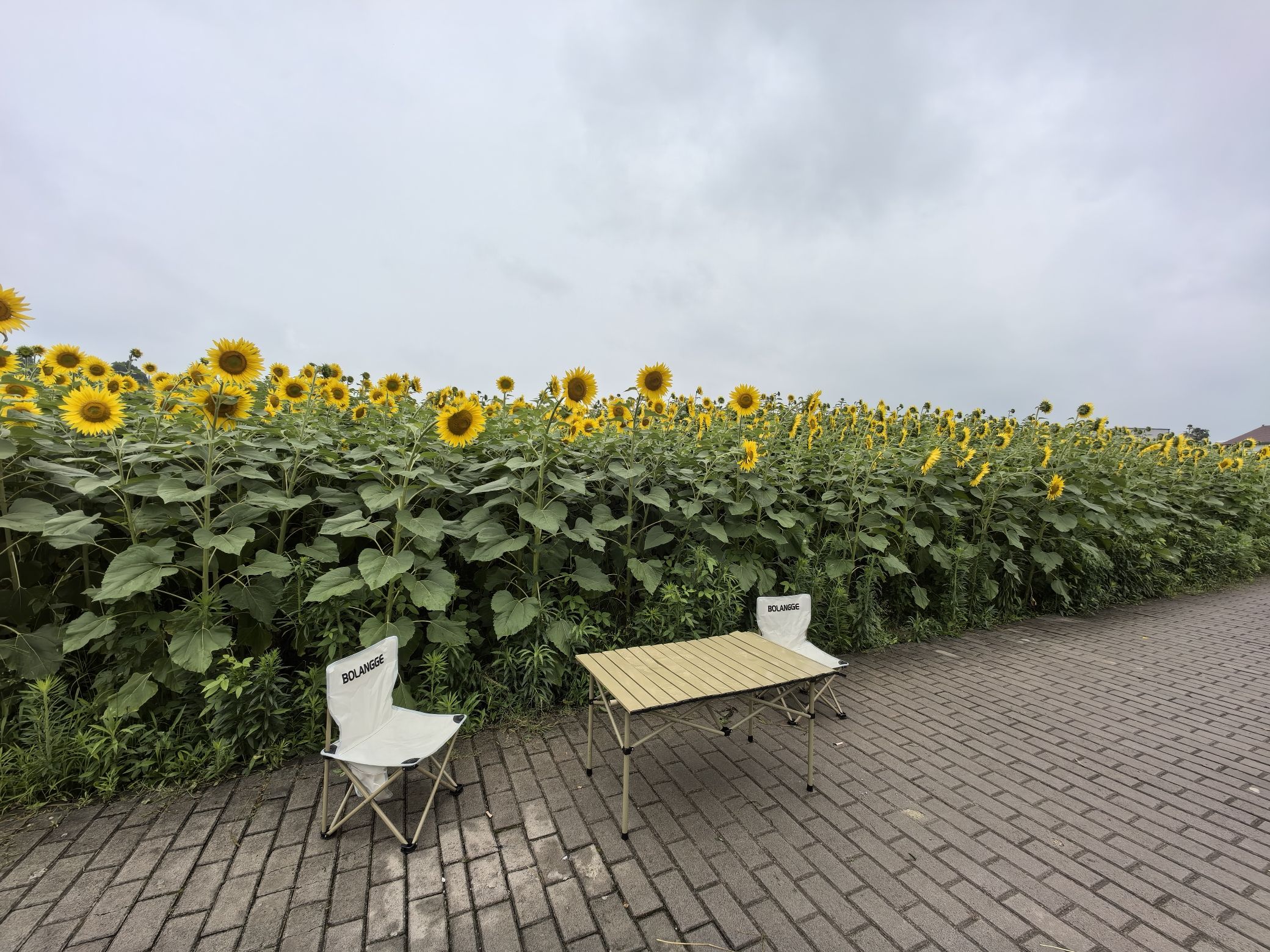 葵花小镇