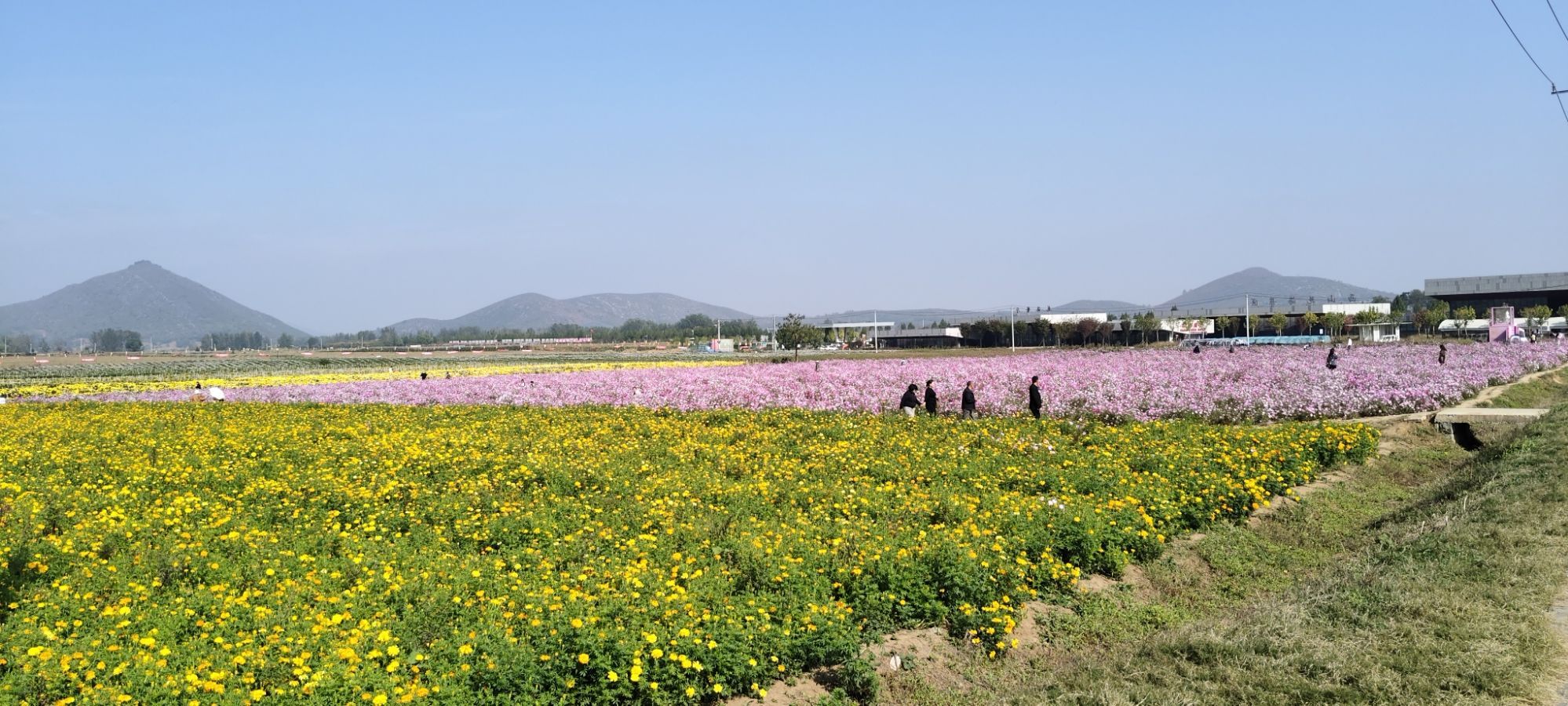 西山花海景区