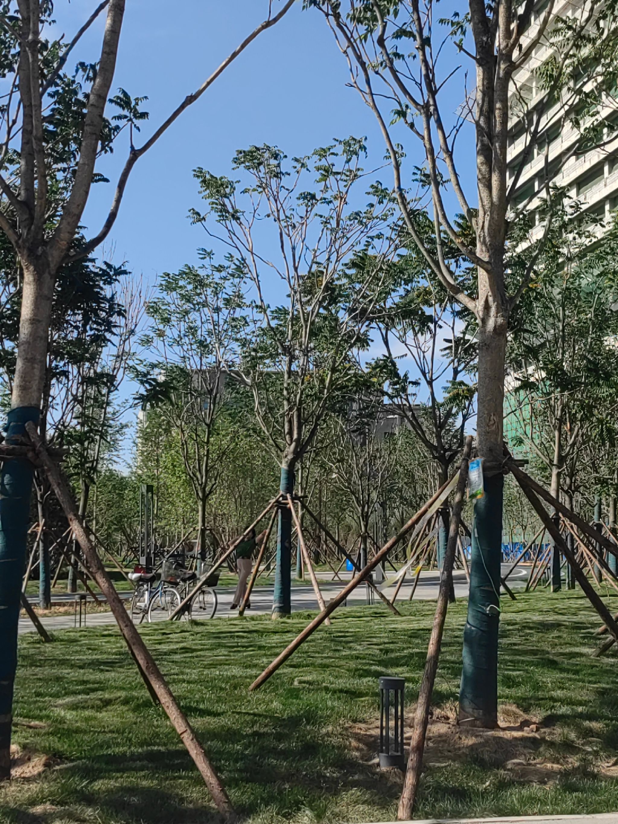 新石园旅行图片