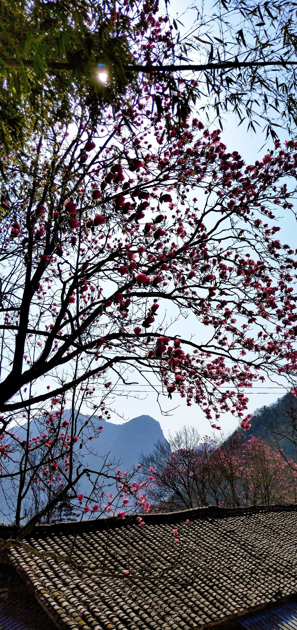 桃树湾辛夷花观赏点