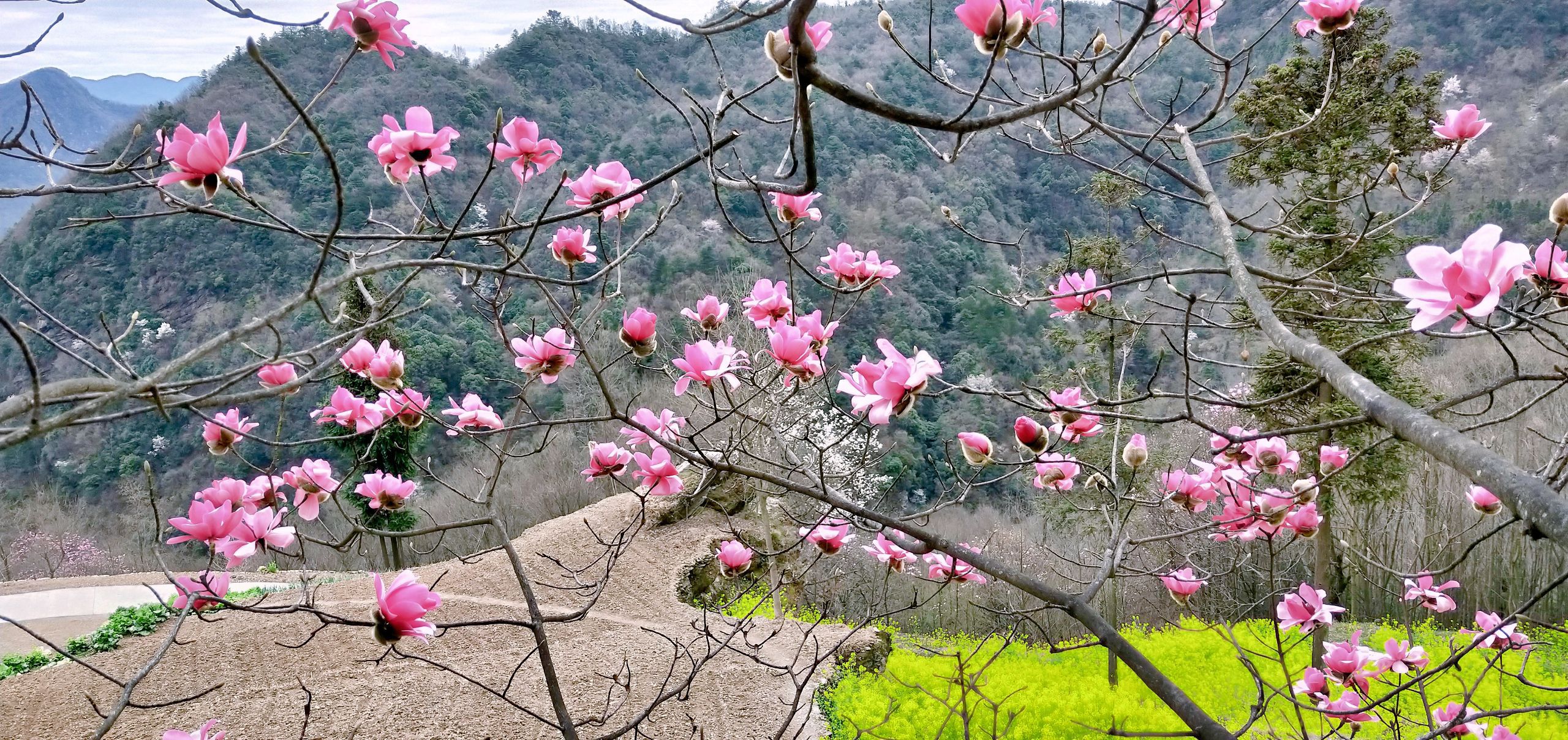 桃树湾辛夷花观赏点旅行图片