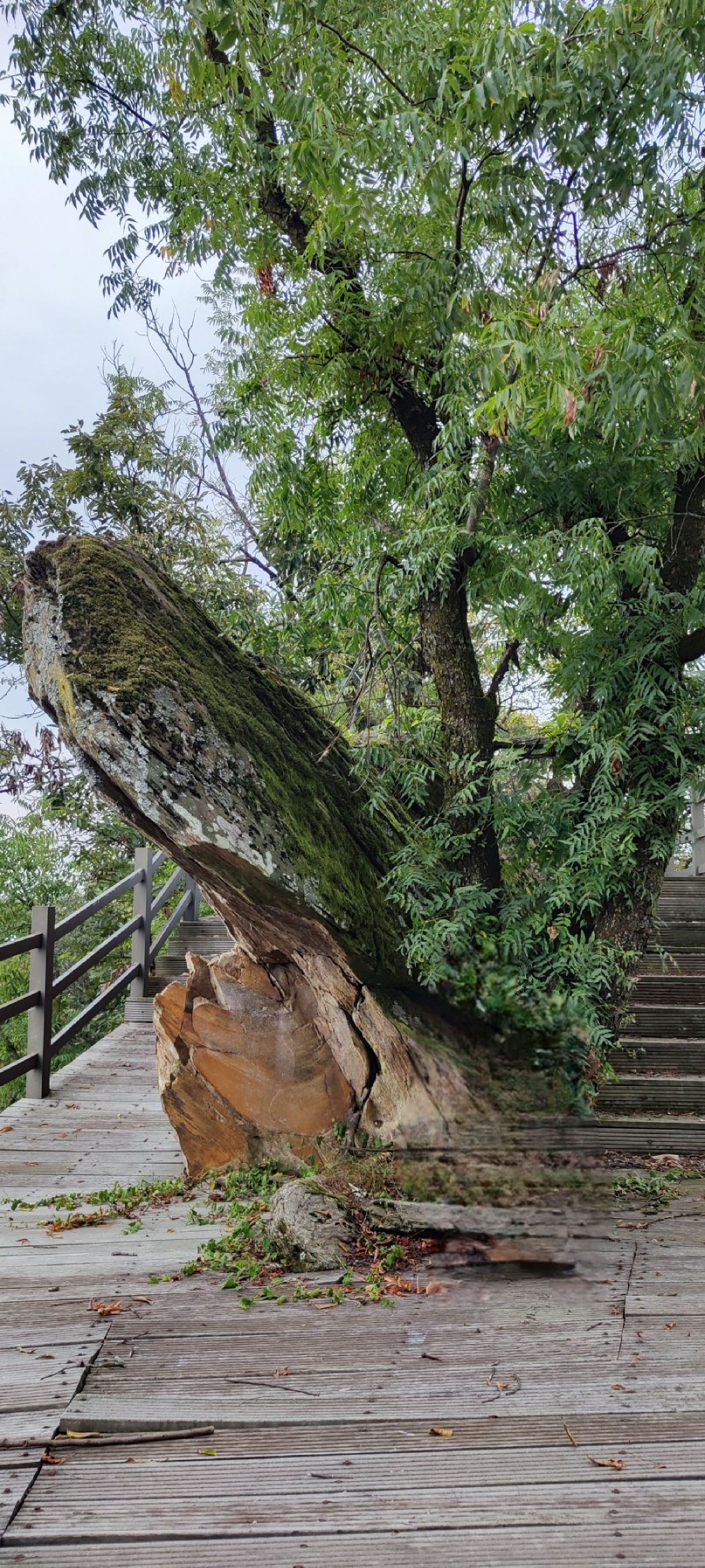 东沟景区杜鹃岭