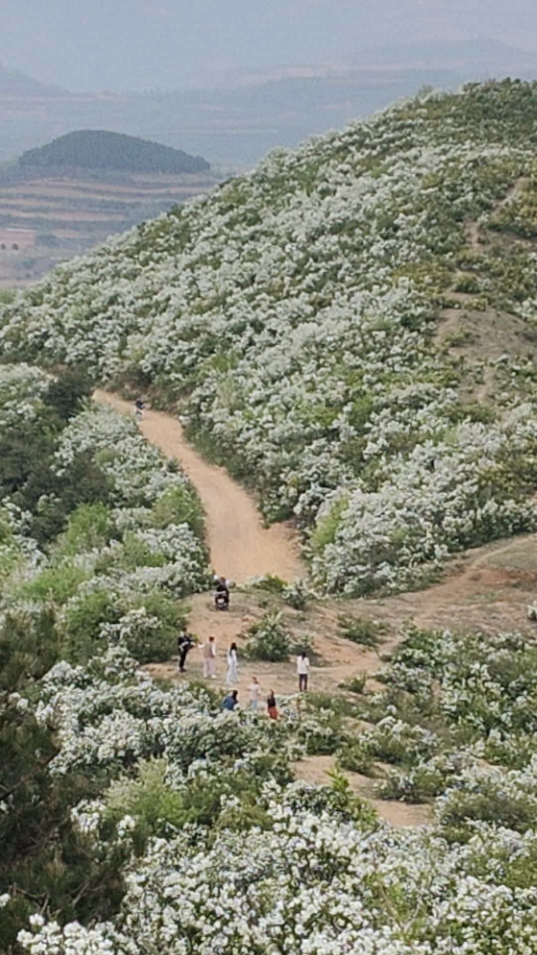 夏县后坡白鹃梅植物园