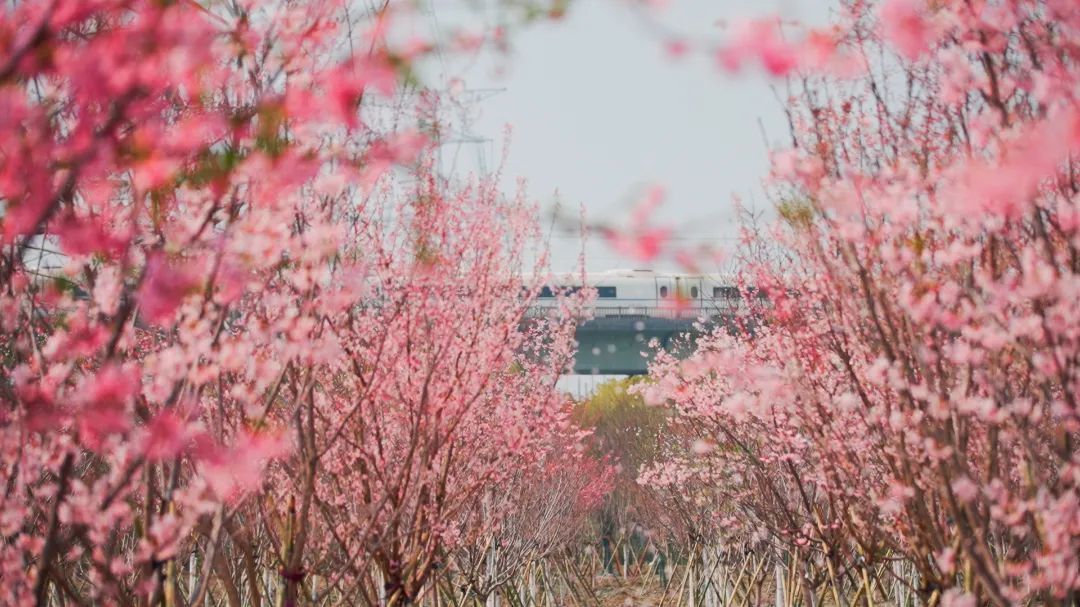 迎绿樱花园