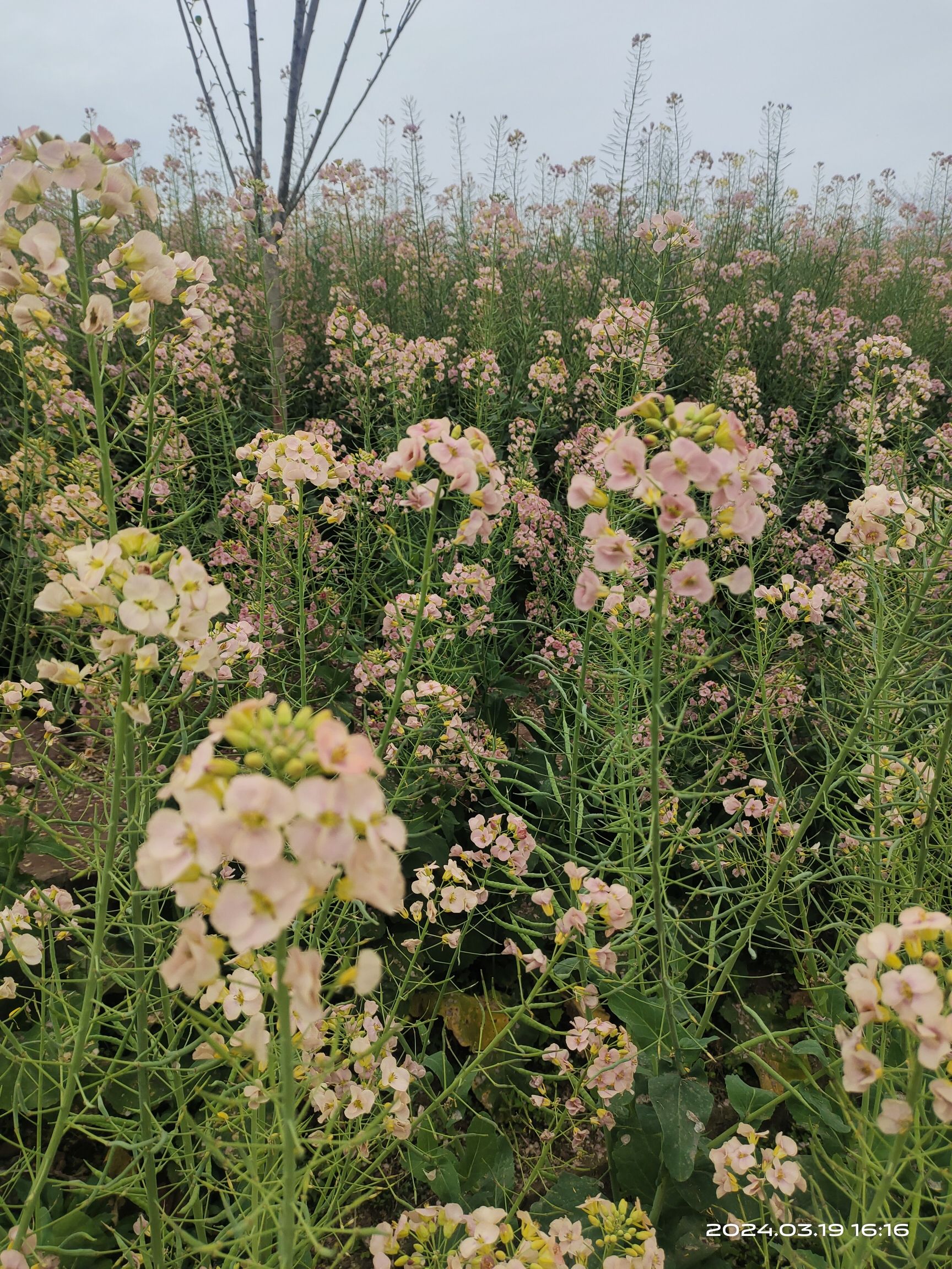 自贡市沿滩区永安镇彩色油菜基地