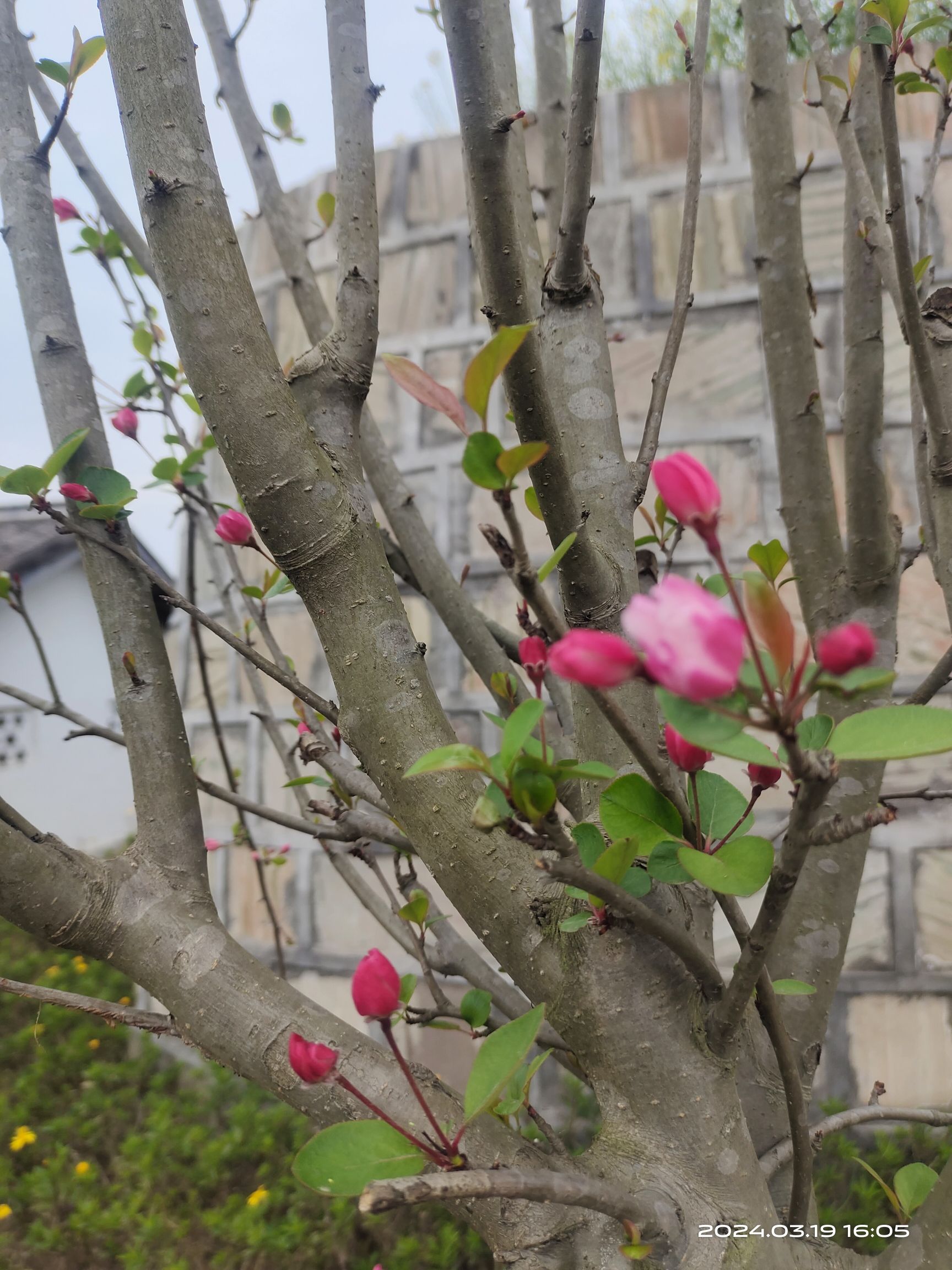 自贡市沿滩区永安镇彩色油菜基地旅行图片