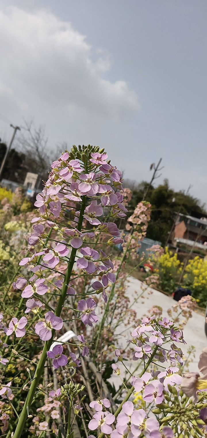 自贡市沿滩区永安镇彩色油菜基地旅行图片