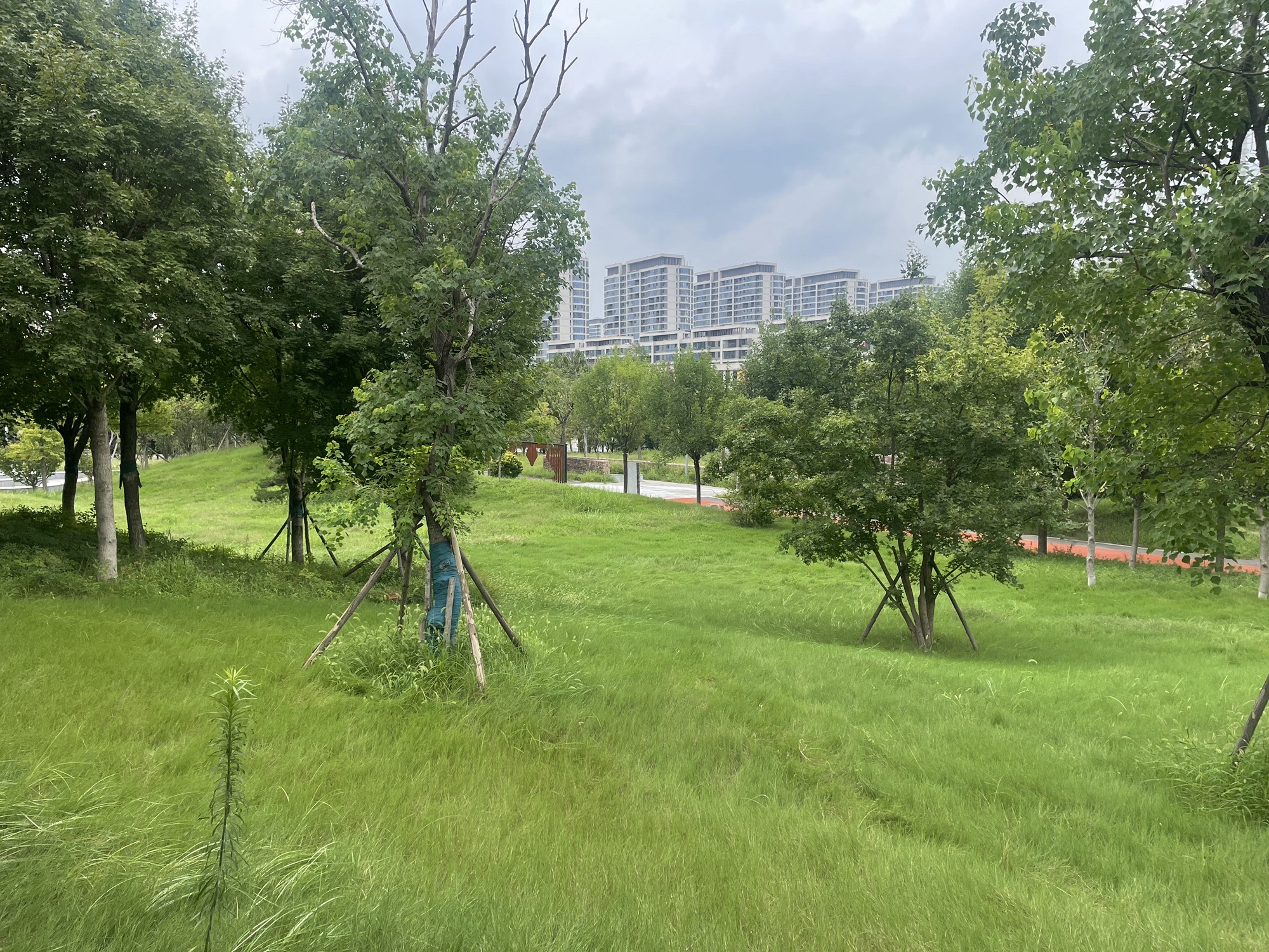 杜寨遗址生态文化公园