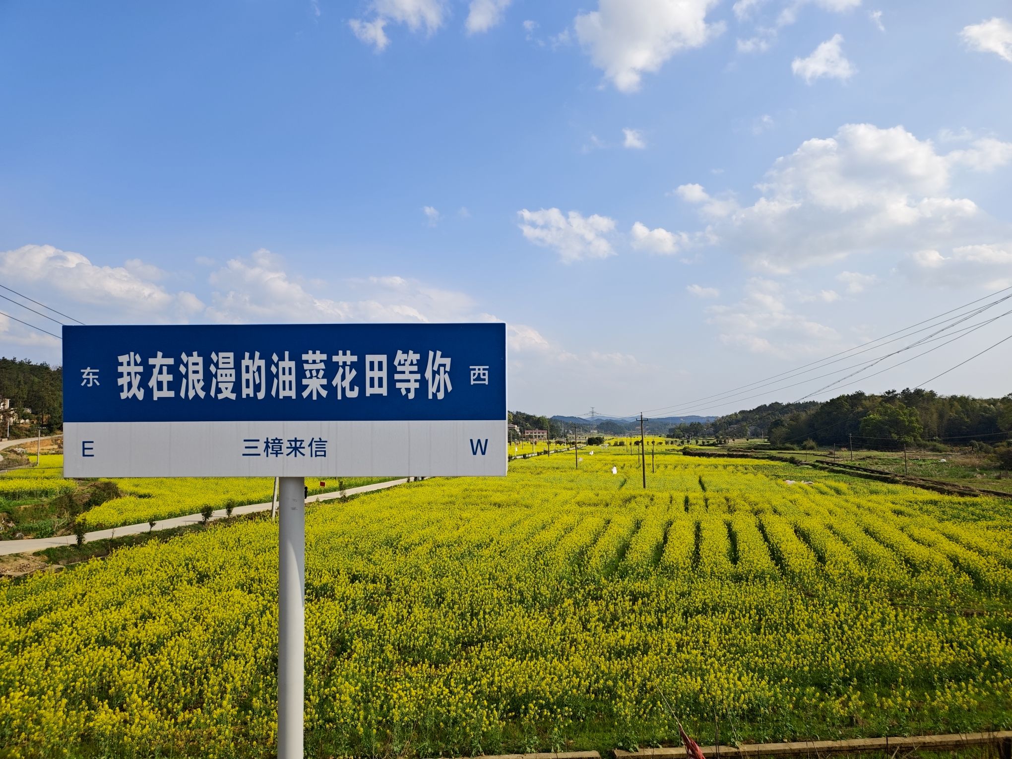 三樟镇岭林村油菜花田
