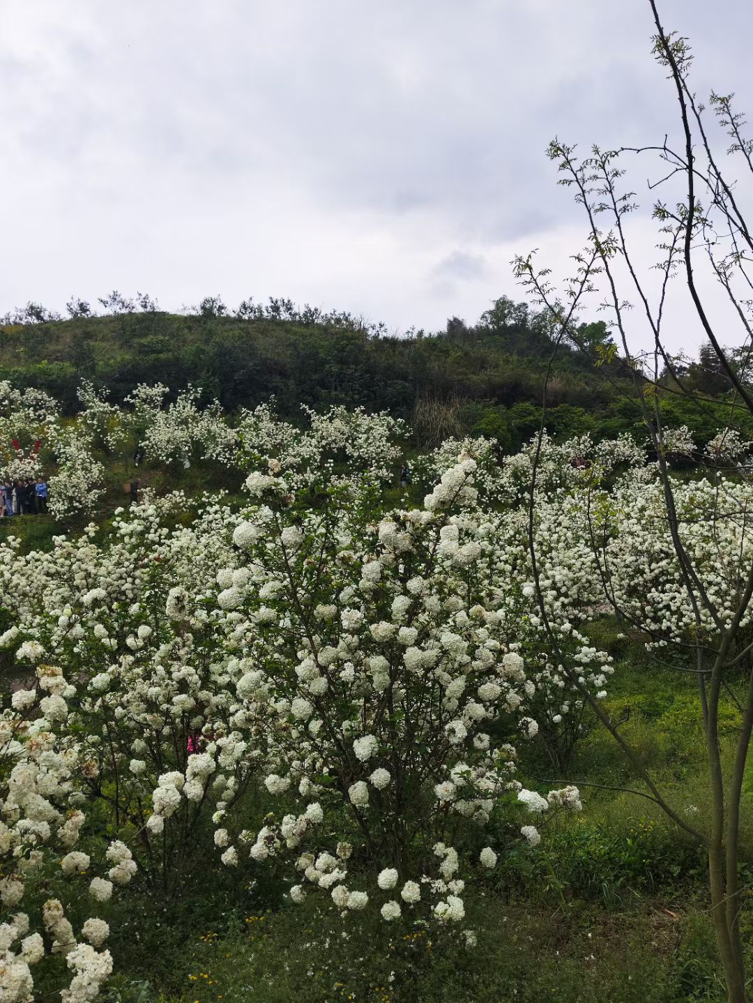 丰乐绣球花海