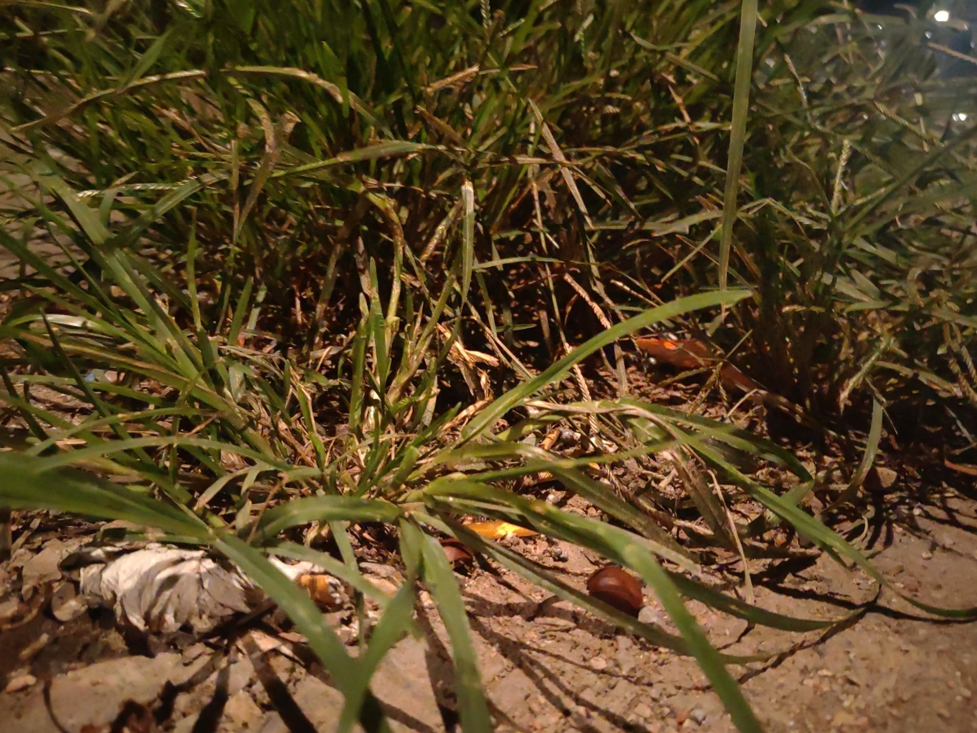 小草原