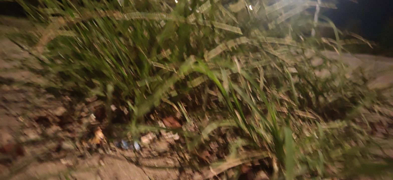 小草原旅行图片