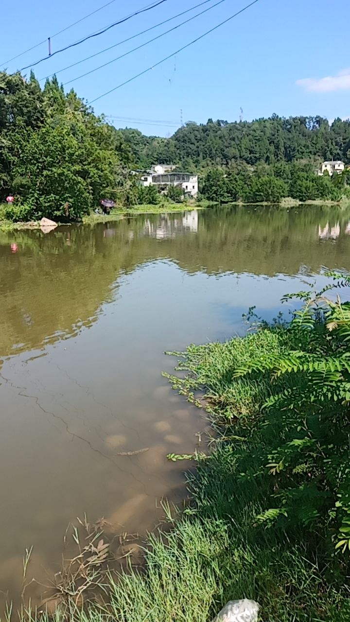 望江滩湿地
