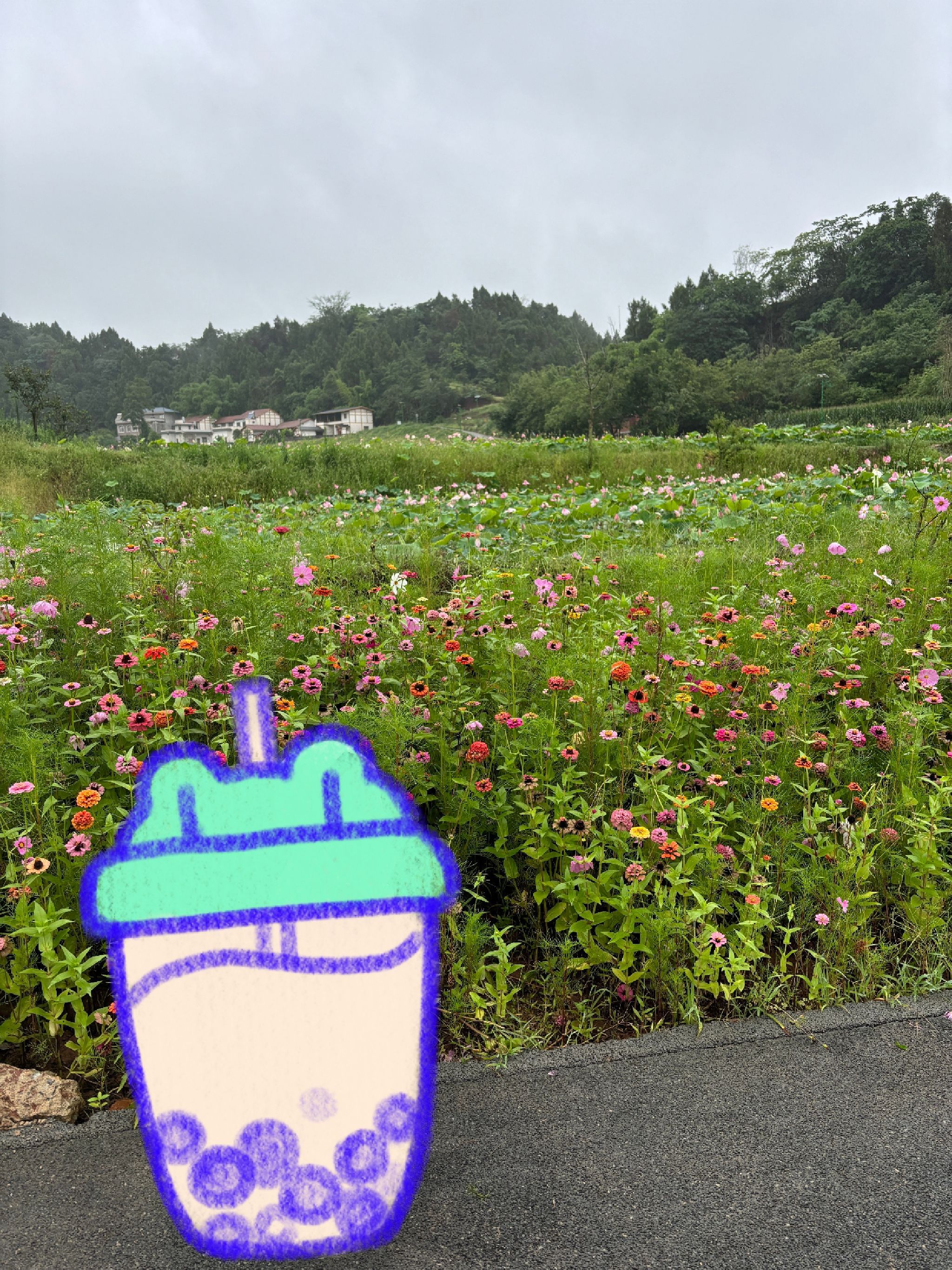 资阳红碑村荷花观赏点