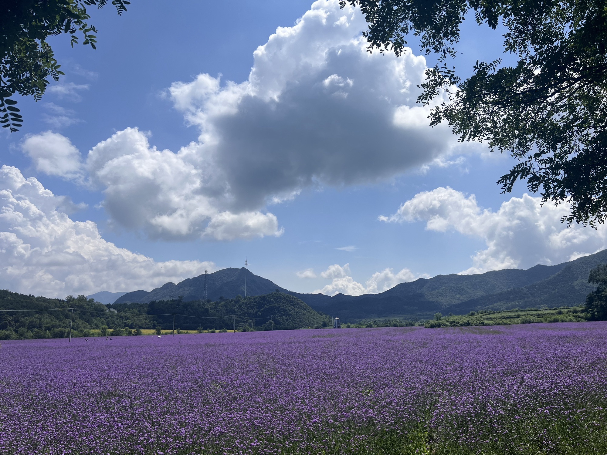 王顺沟花海