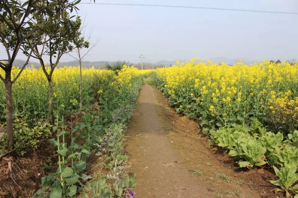 高家坝观景点