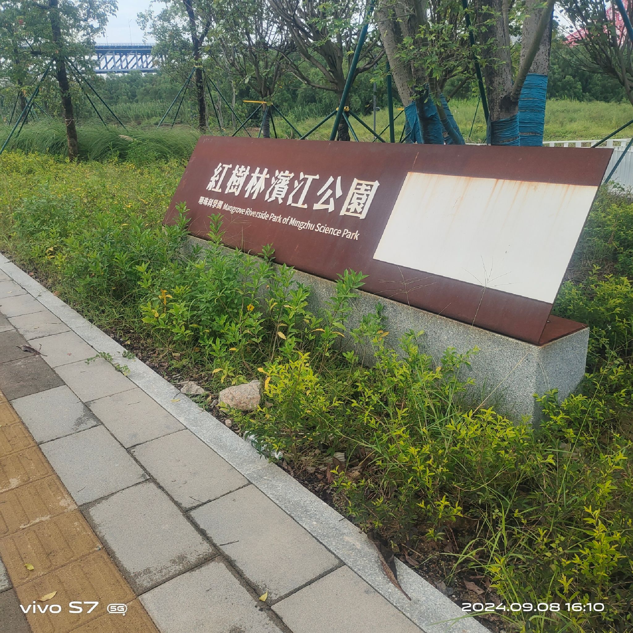 南沙红树林旅行图片
