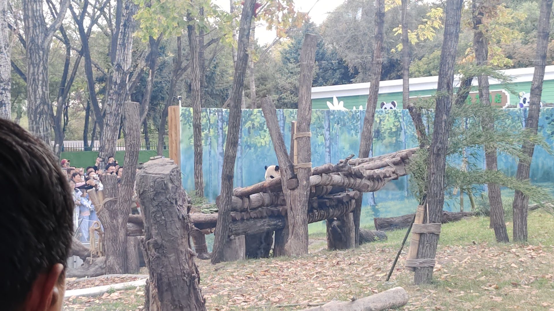 太阳岛大熊猫馆