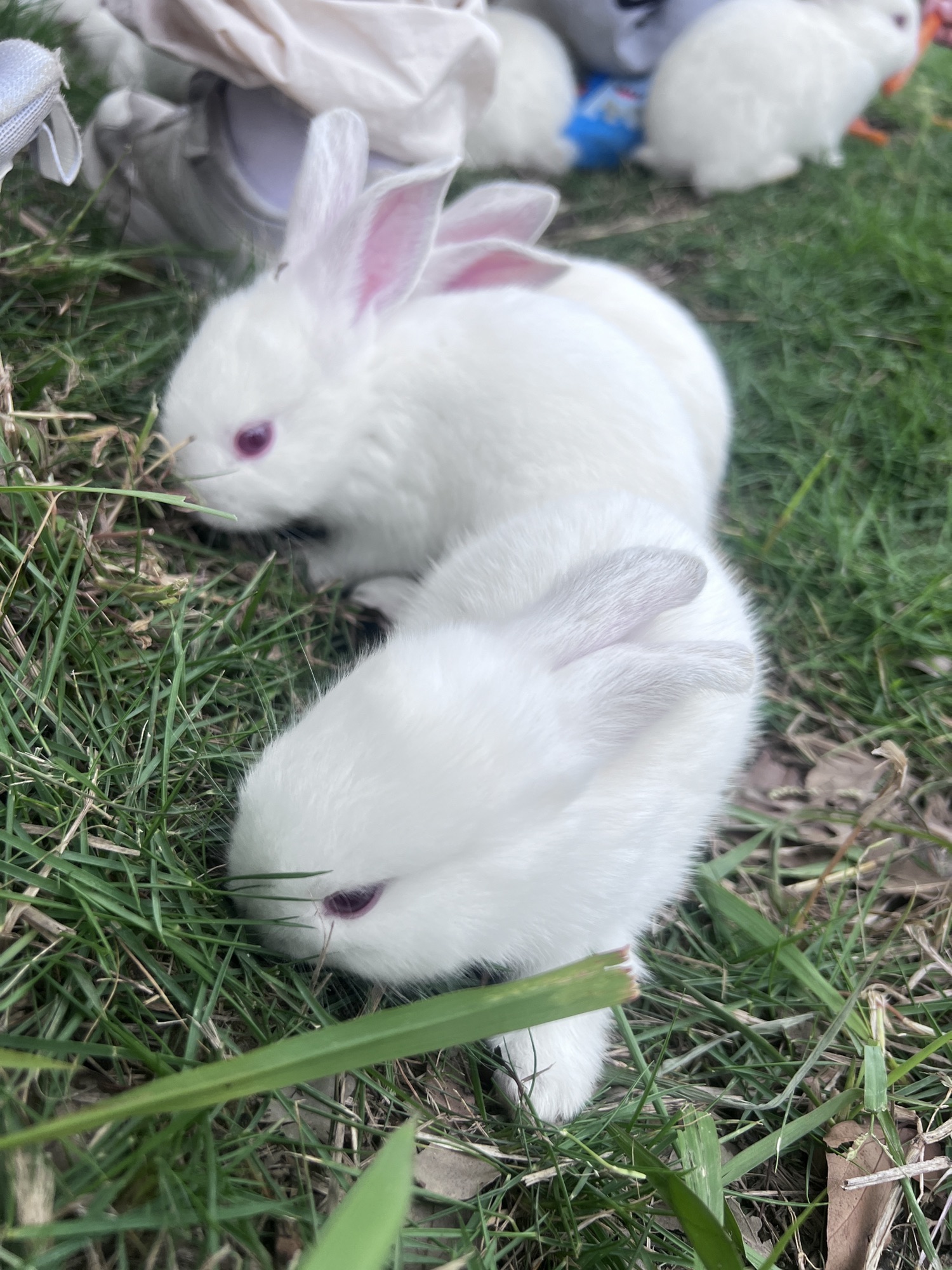 光谷动物牧场·昆虫馆·阳光沙滩