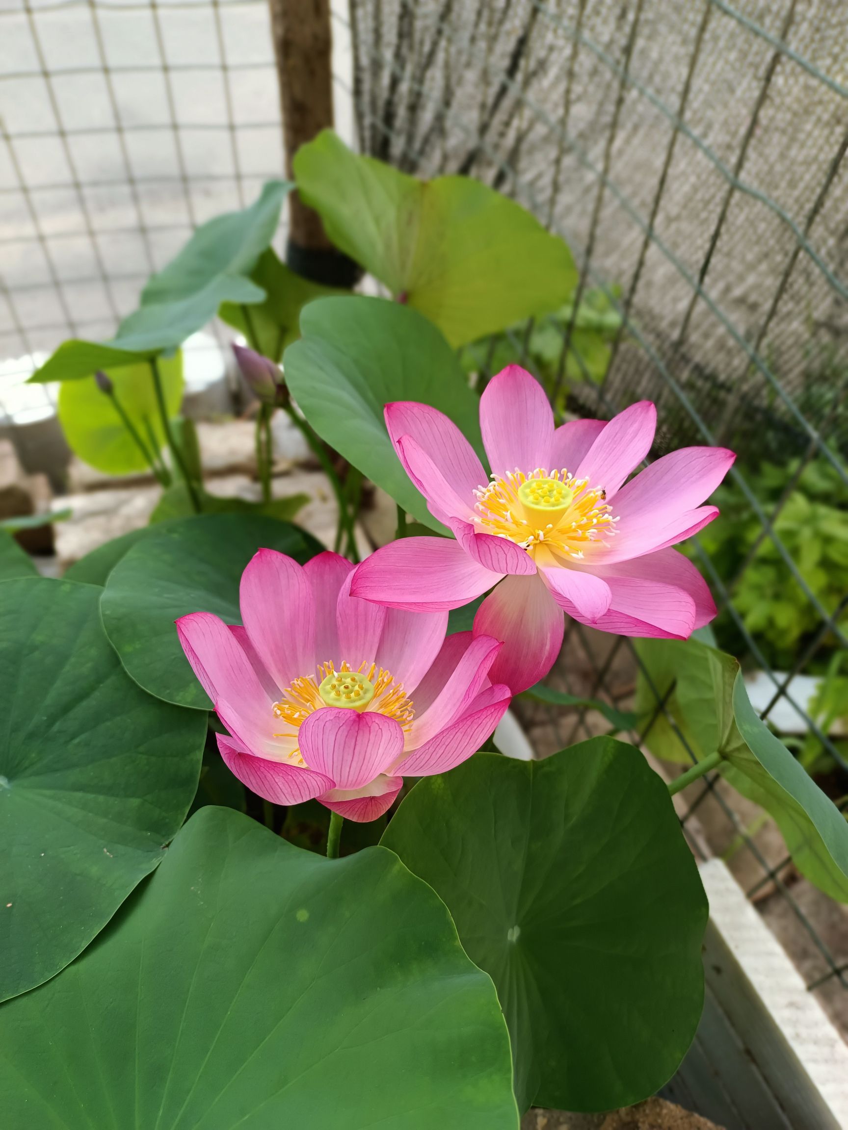 大沙河荷花池