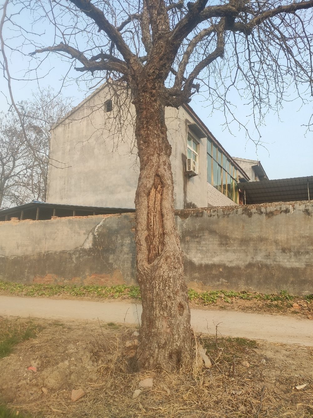 百年古枣树