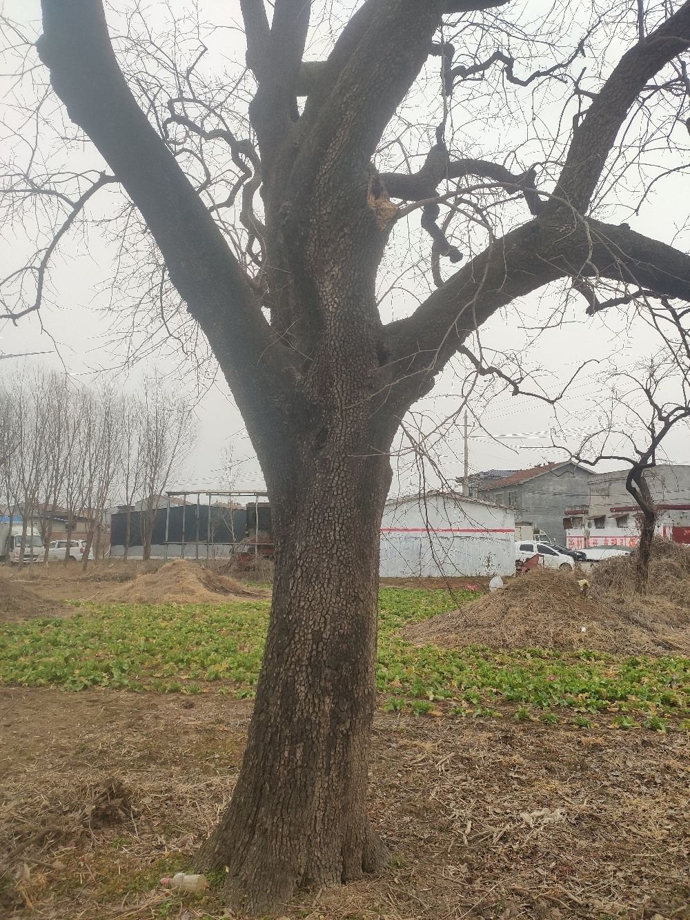 大明古柿树