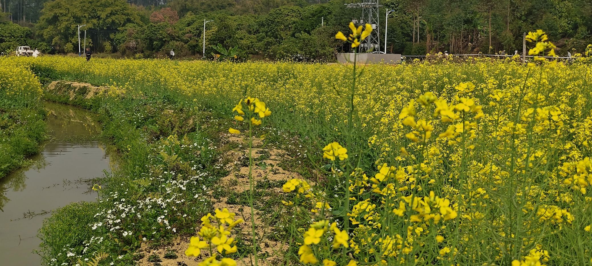 横塱油菜花天地