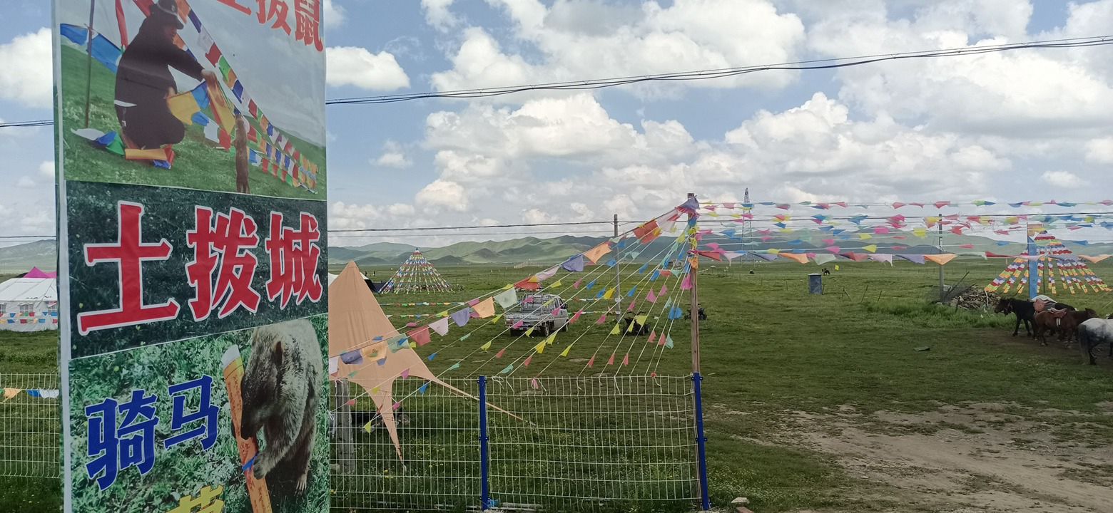 免费喂土拨鼠