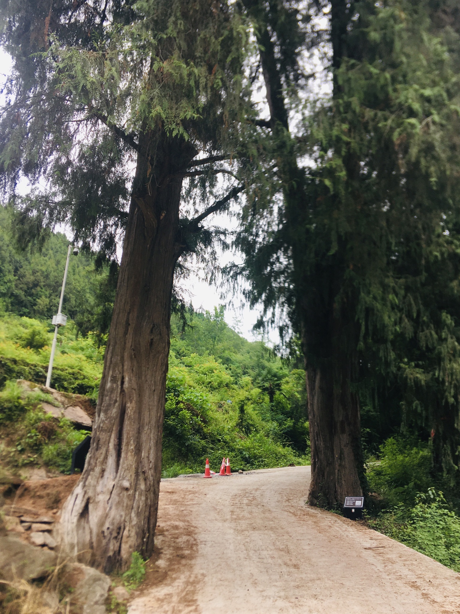 巴中南江皇柏林古道