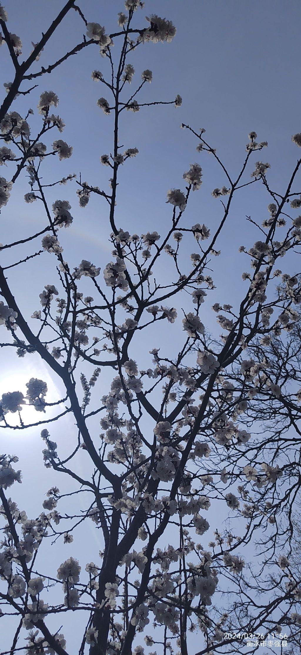 枣强县八景生态公园旅行图片