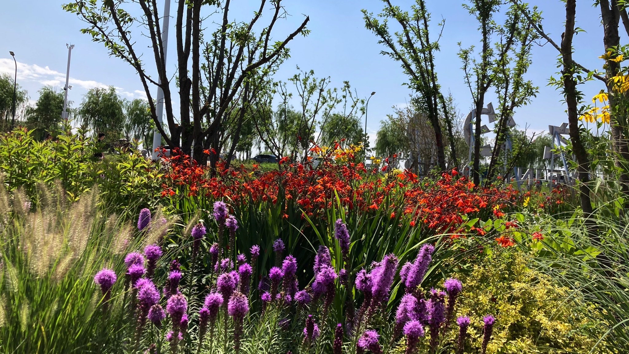 花海之约旅行图片