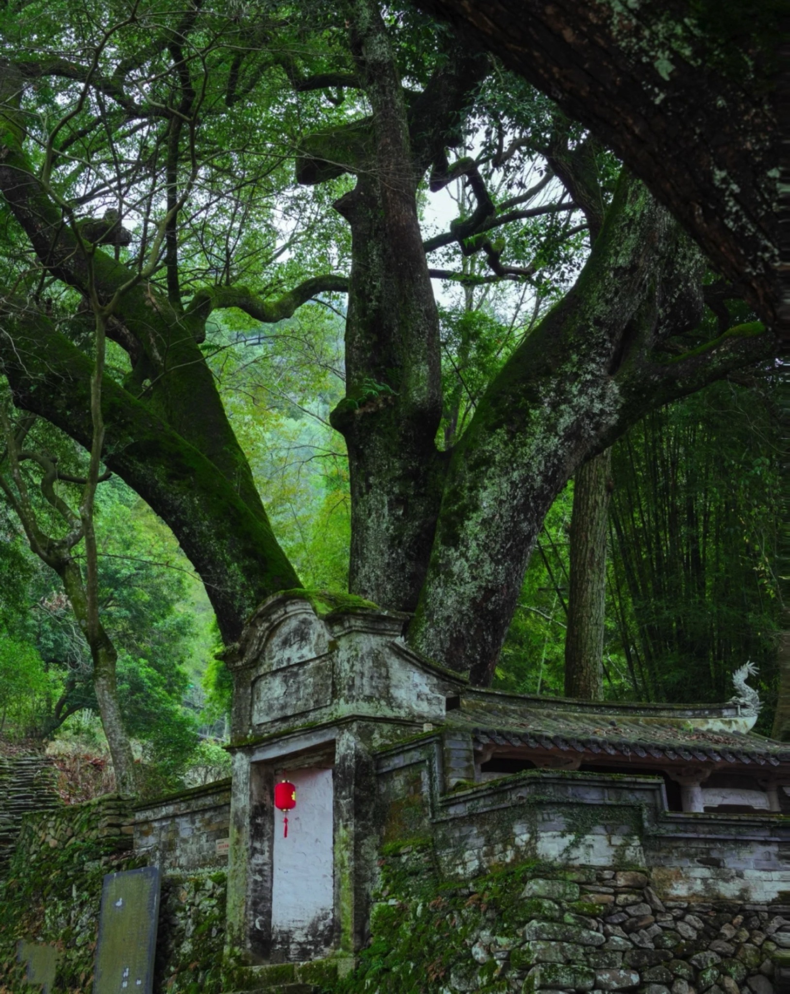 埭头古村旅行图片