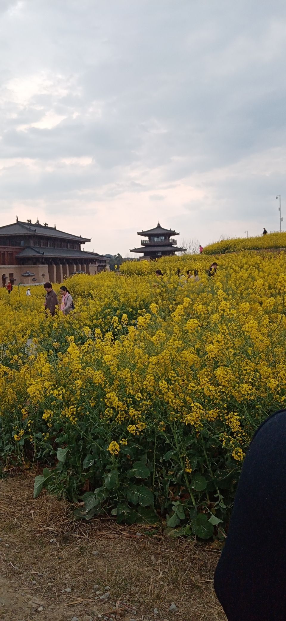 瞿上田园旅行图片