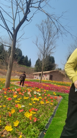 紫薇花谷旅行图片