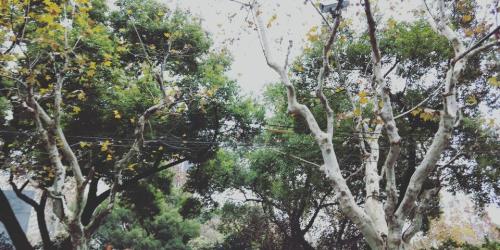 丹清河国家森林公园旅行图片