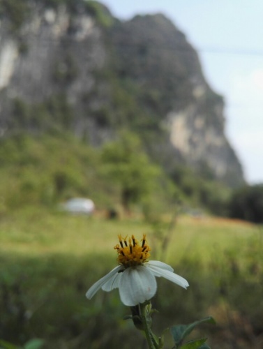 黄花公园旅行图片